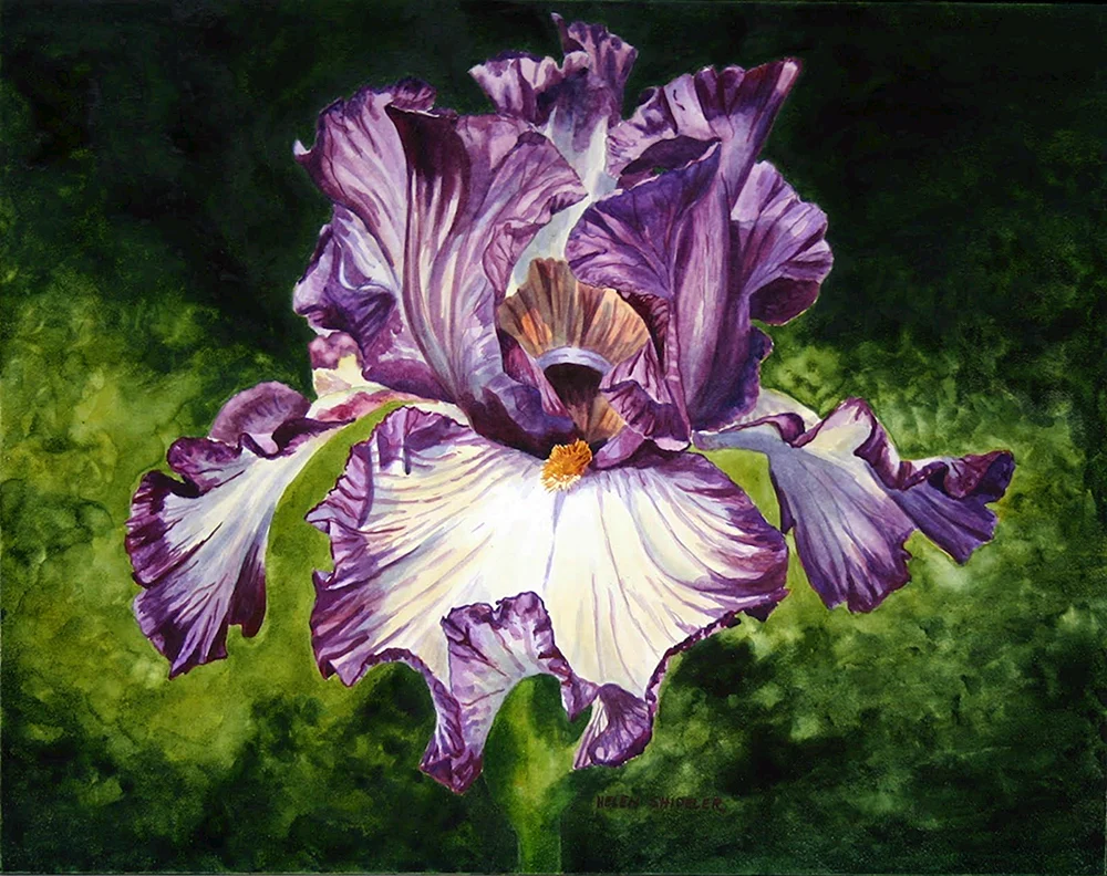 David Manakian irises