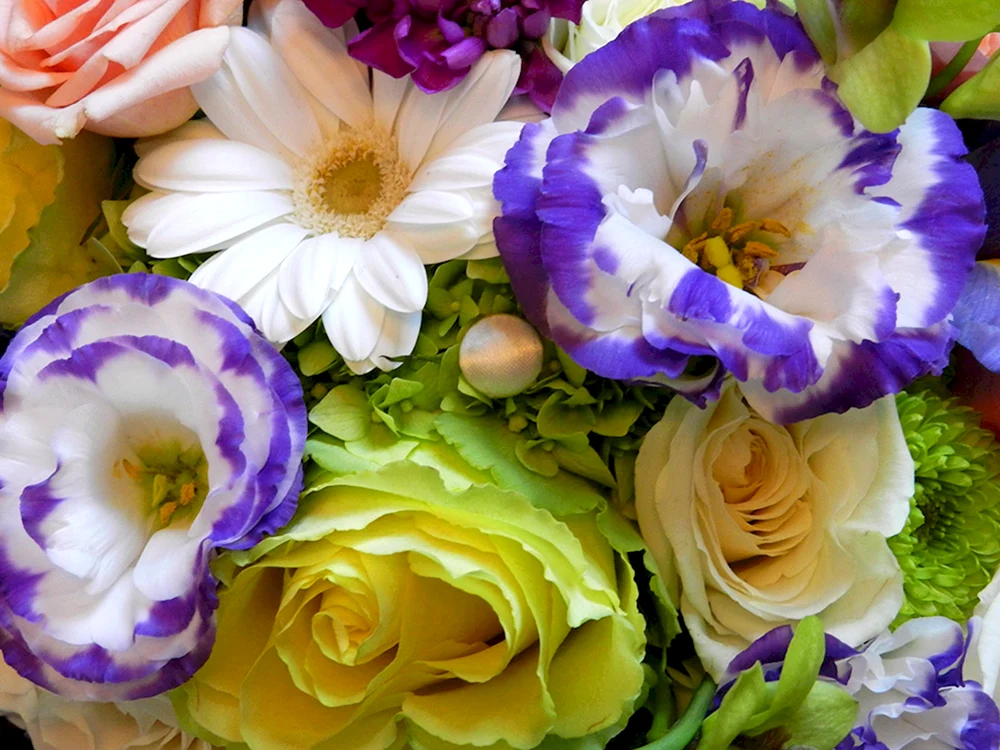 Irish rose eustoma