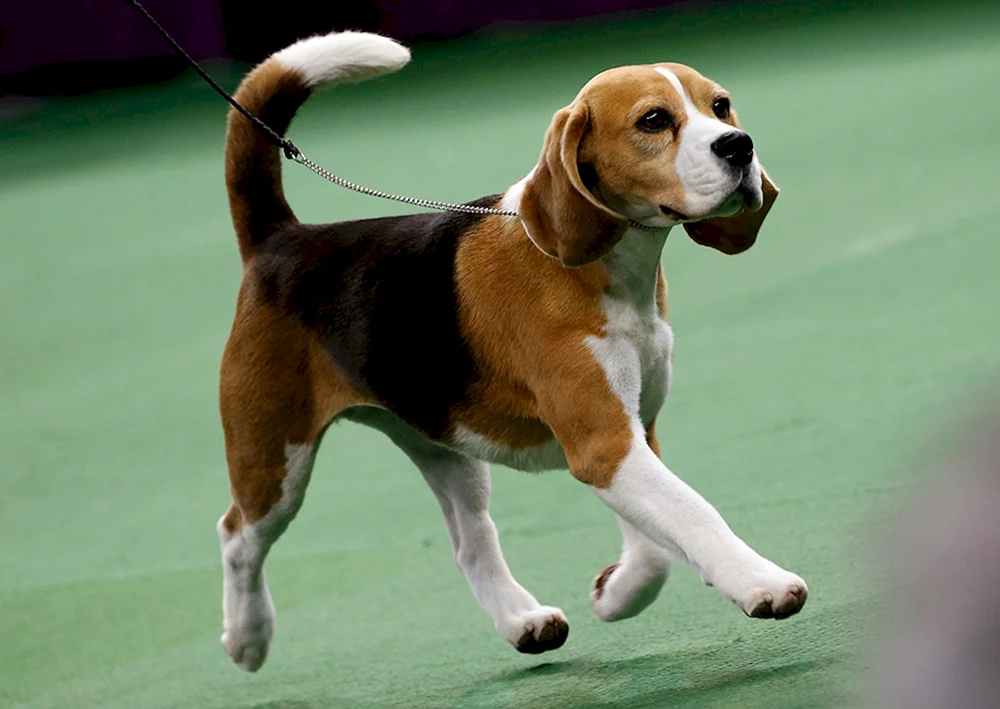 Irish Beagle