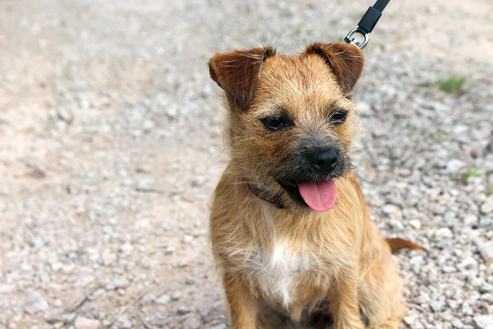 Zwergpinscher Mix
