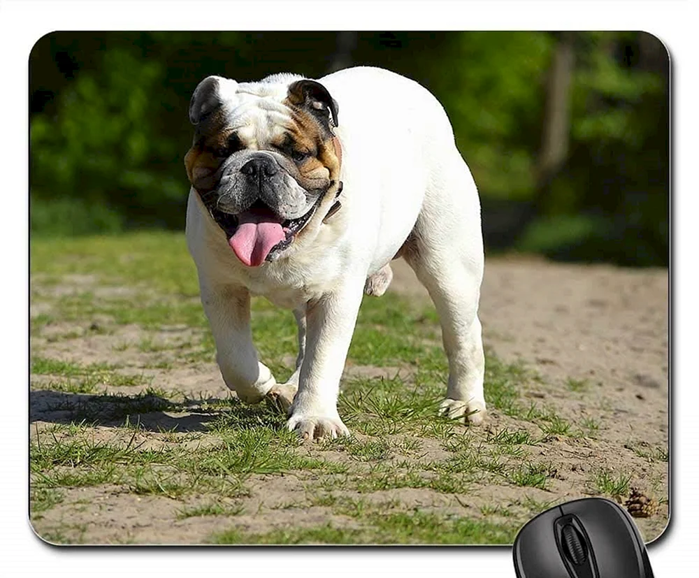 Irische Bulldogge