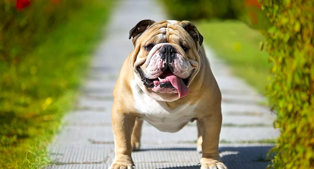 Englische Bulldogge