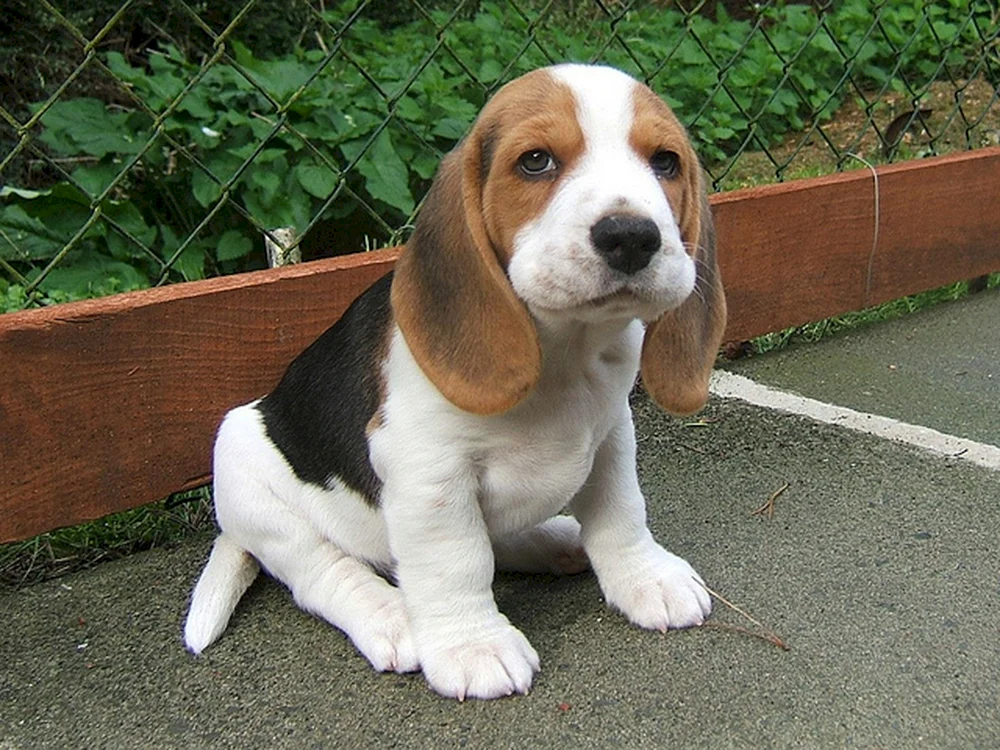 Irish Kerry Beagle