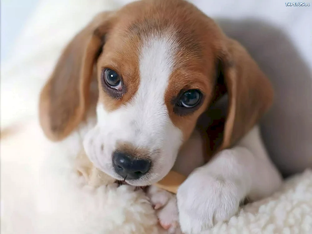 Basset Hound