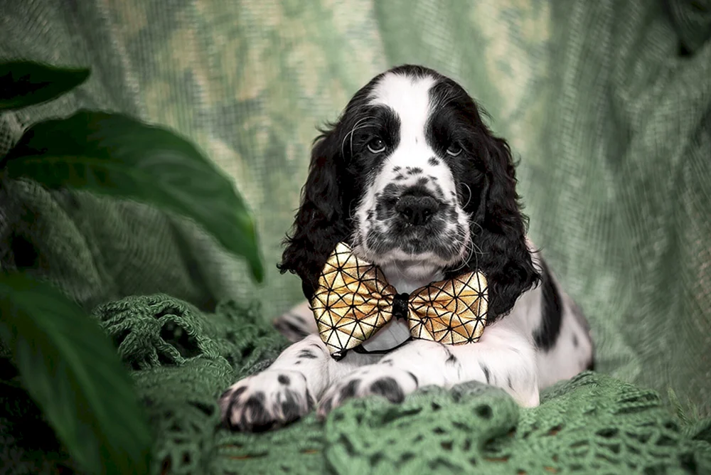 Irischer Cockerspaniel