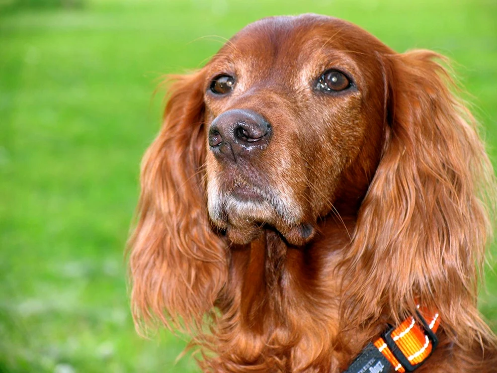 Irischer Cocker Spaniel