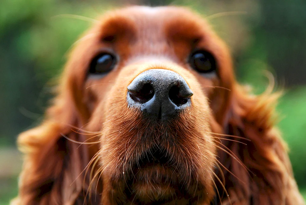 Irish Cocker Spaniel