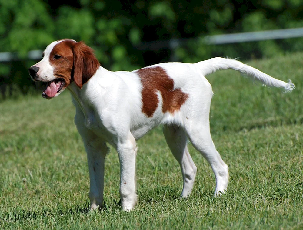 Irischer Setter