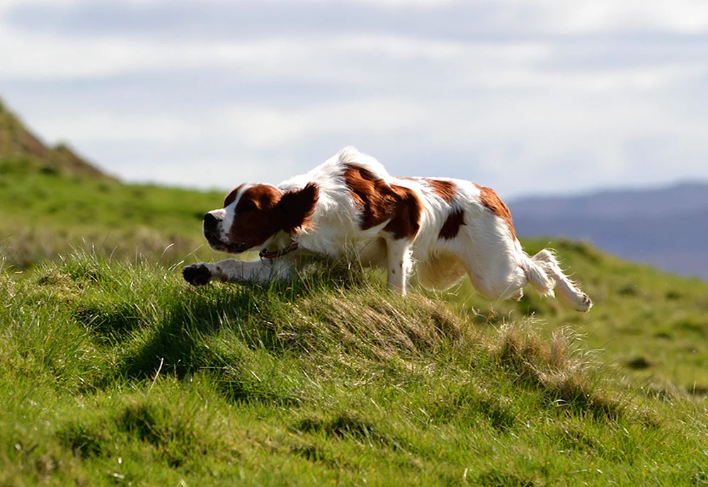 Irish Setter Hund