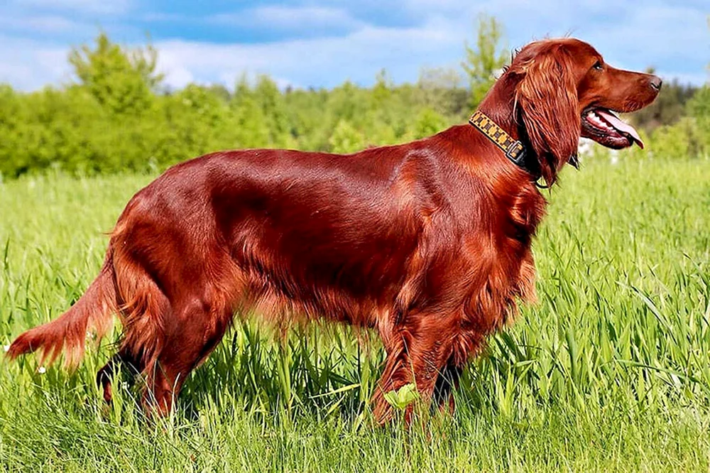 Irish Red Setter