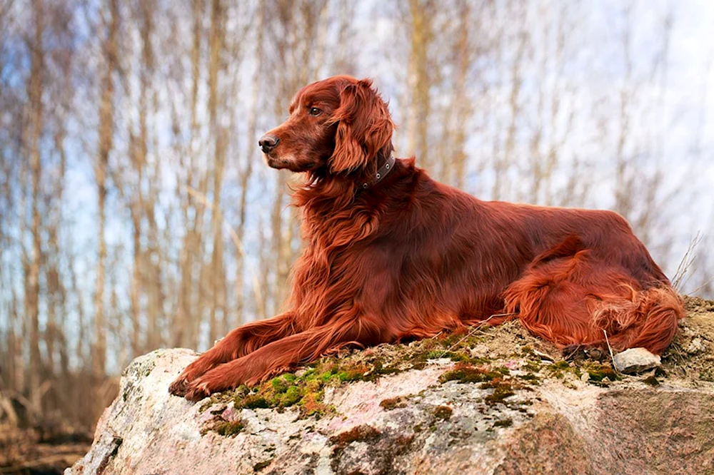 Irischer Roter Setter