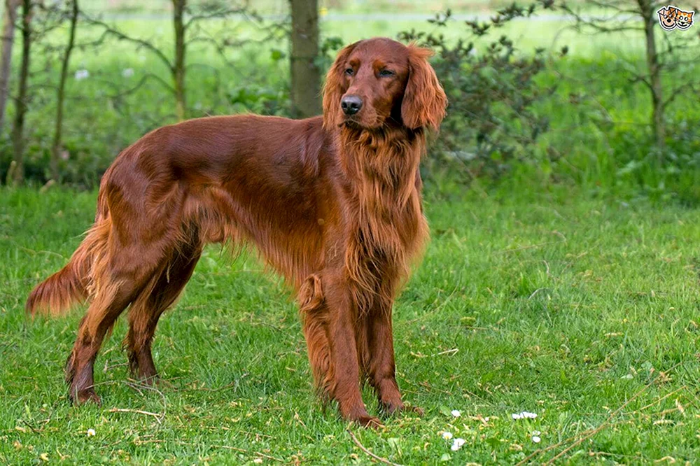 Roter Hund