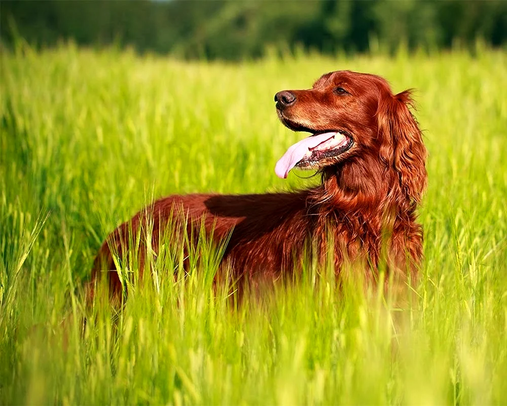 Ungarischer Hund