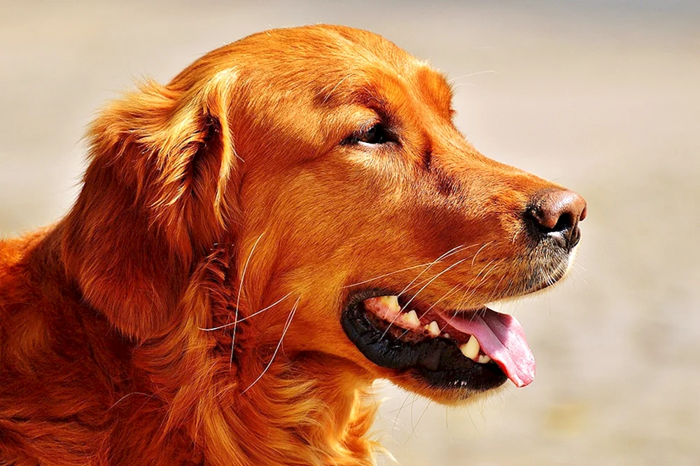 Irish Setter