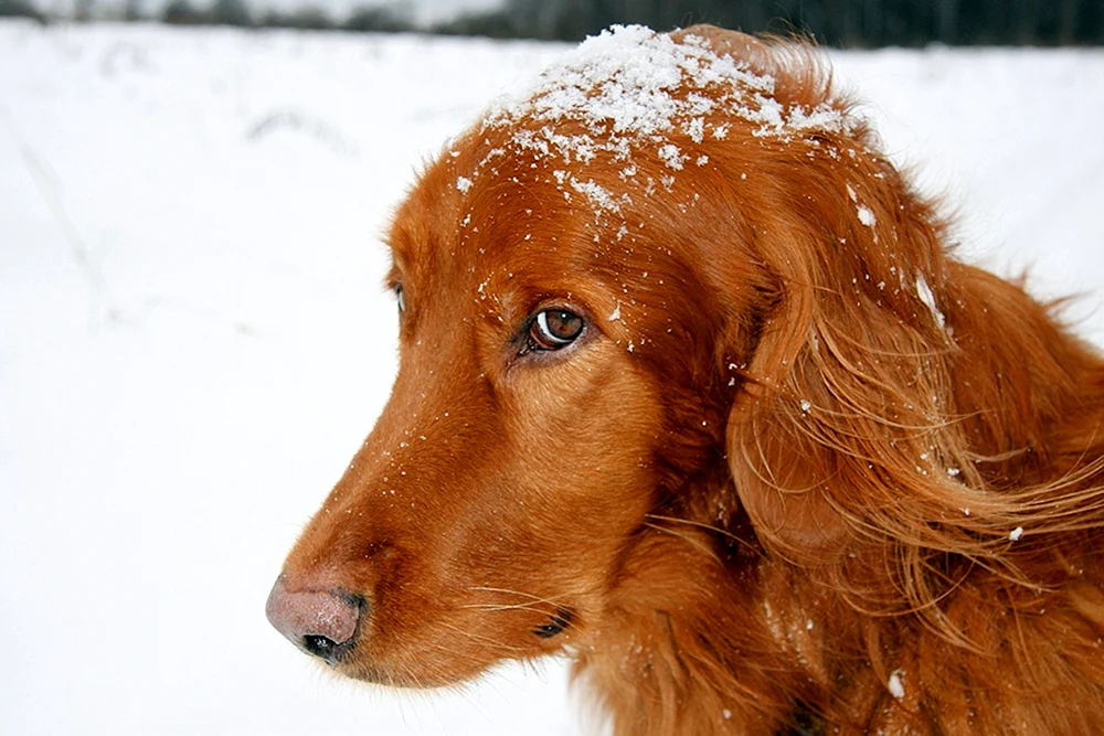 Irish Setter