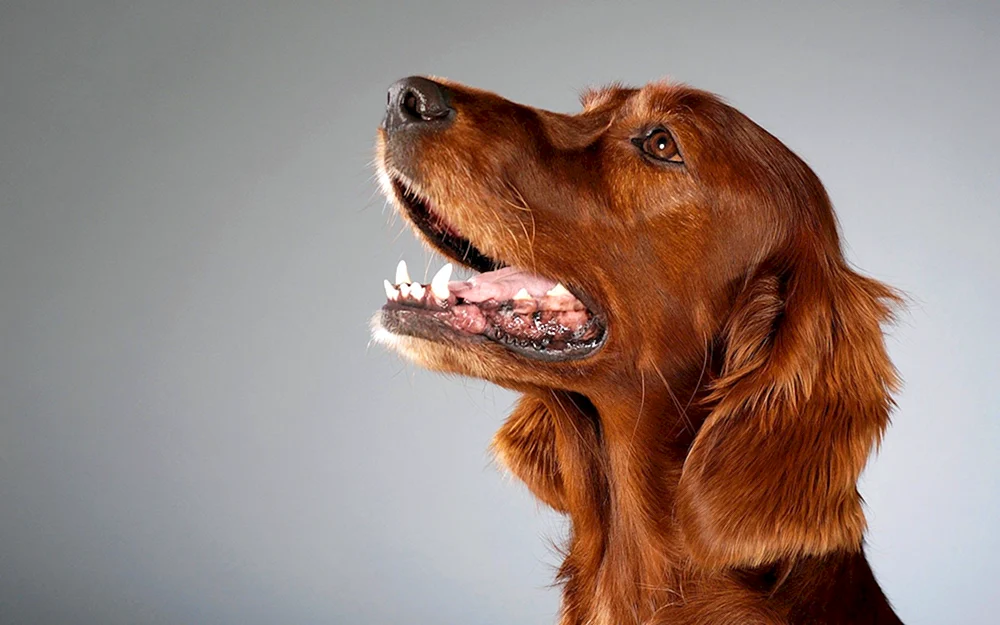 Irish Setter