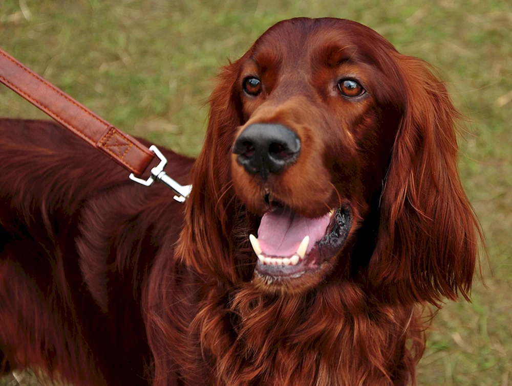 Irish Setter