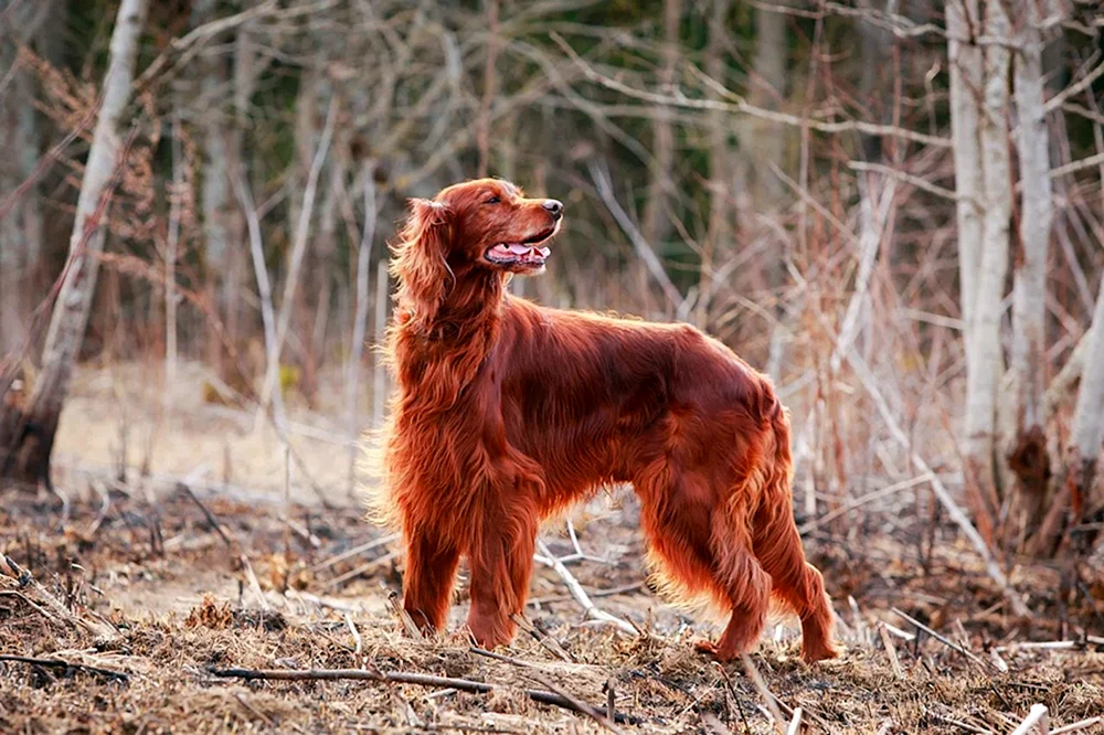 Irish Setter