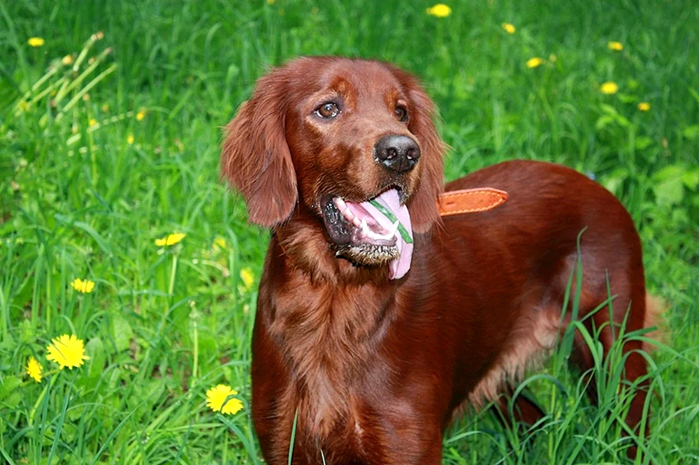 Irish Setter