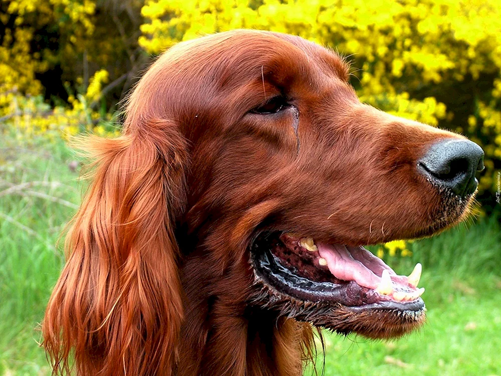 Irish Setter