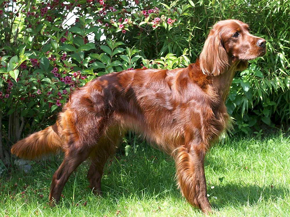 Irischer Setter
