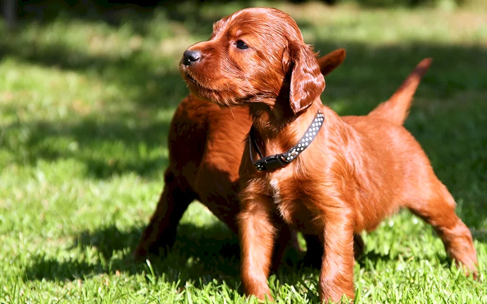 Irish Setter