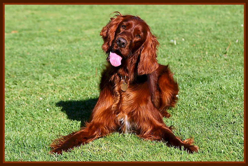 Irischer Setter