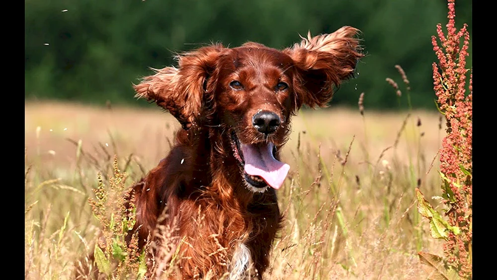 Irischer Setter