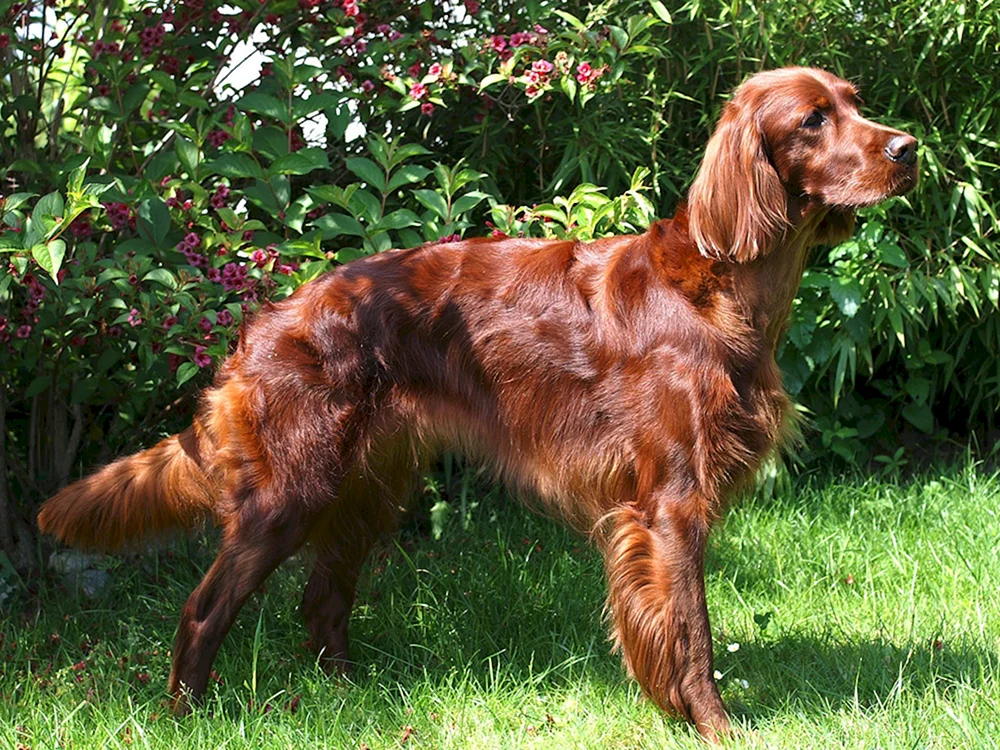 Irischer Roter Setter
