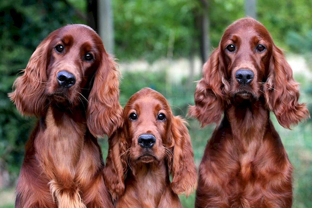 Irischer Setter