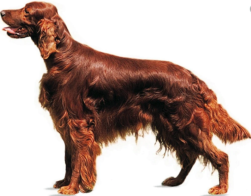 Irischer Roter Setter