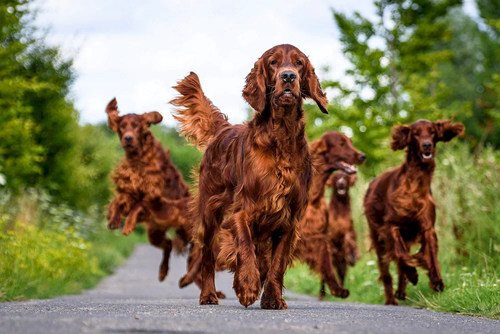 Irischer Roter- weißer Setter