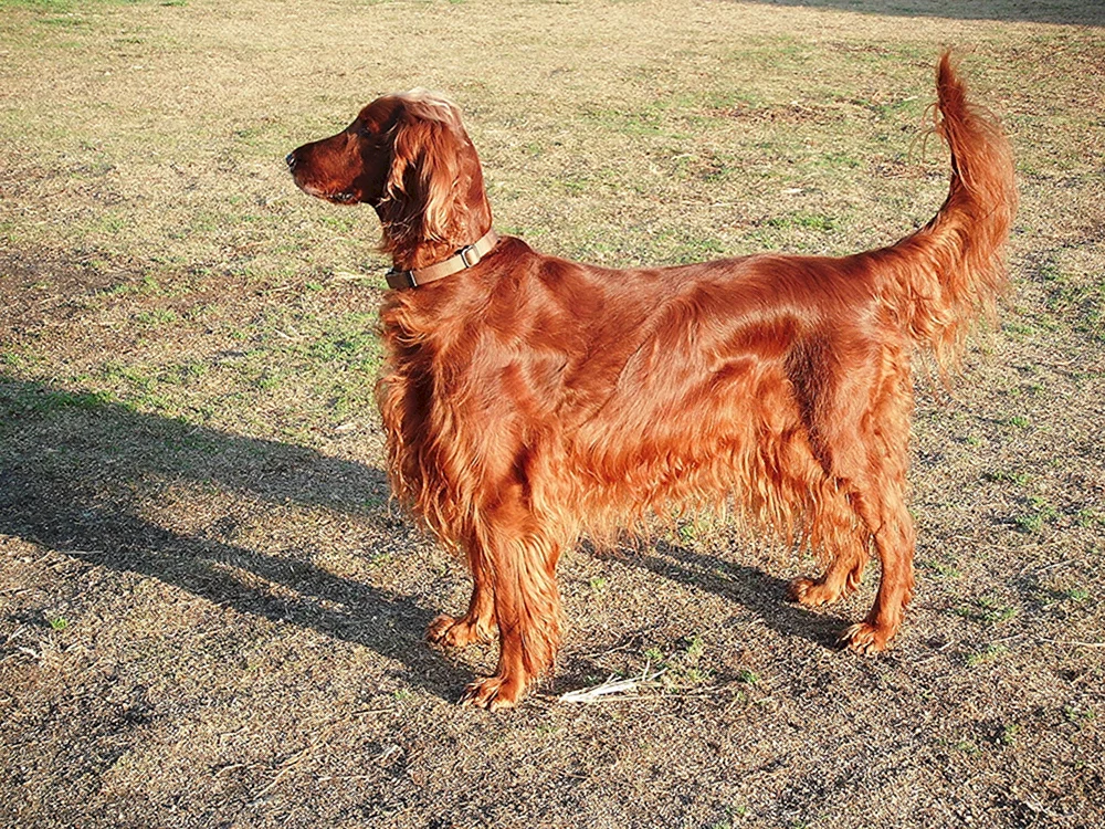 Irischer Setter