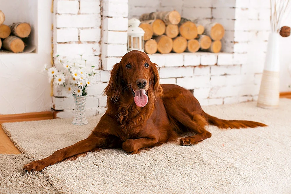 Irischer Setter