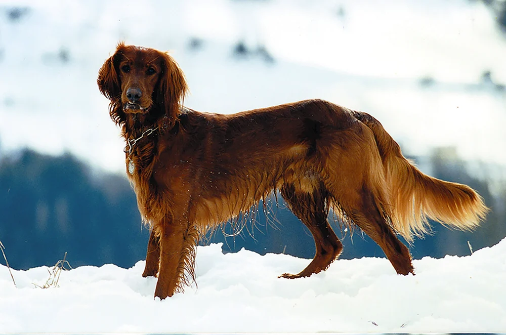 Irischer Setter