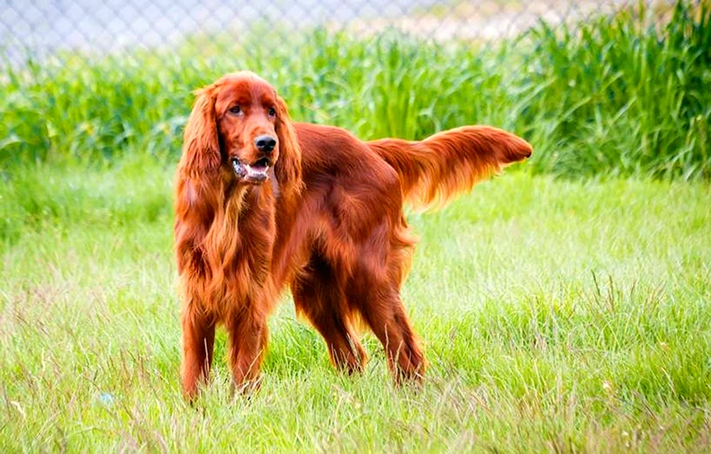 Irischer Setter