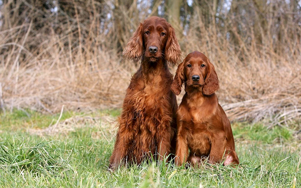 Irischer Setter