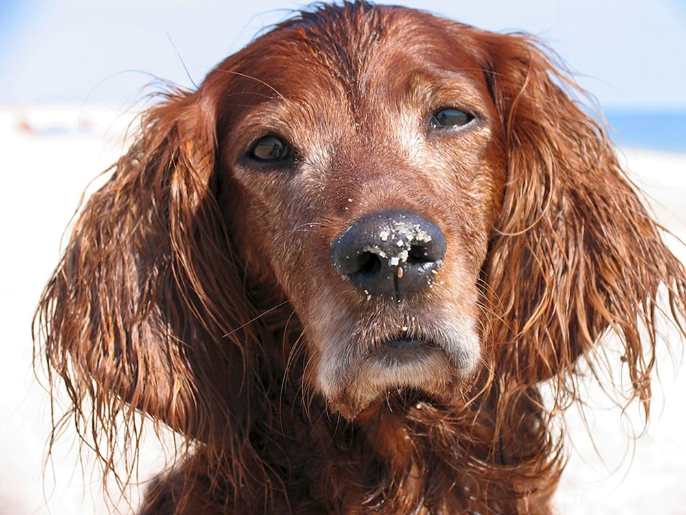Irischer Setter