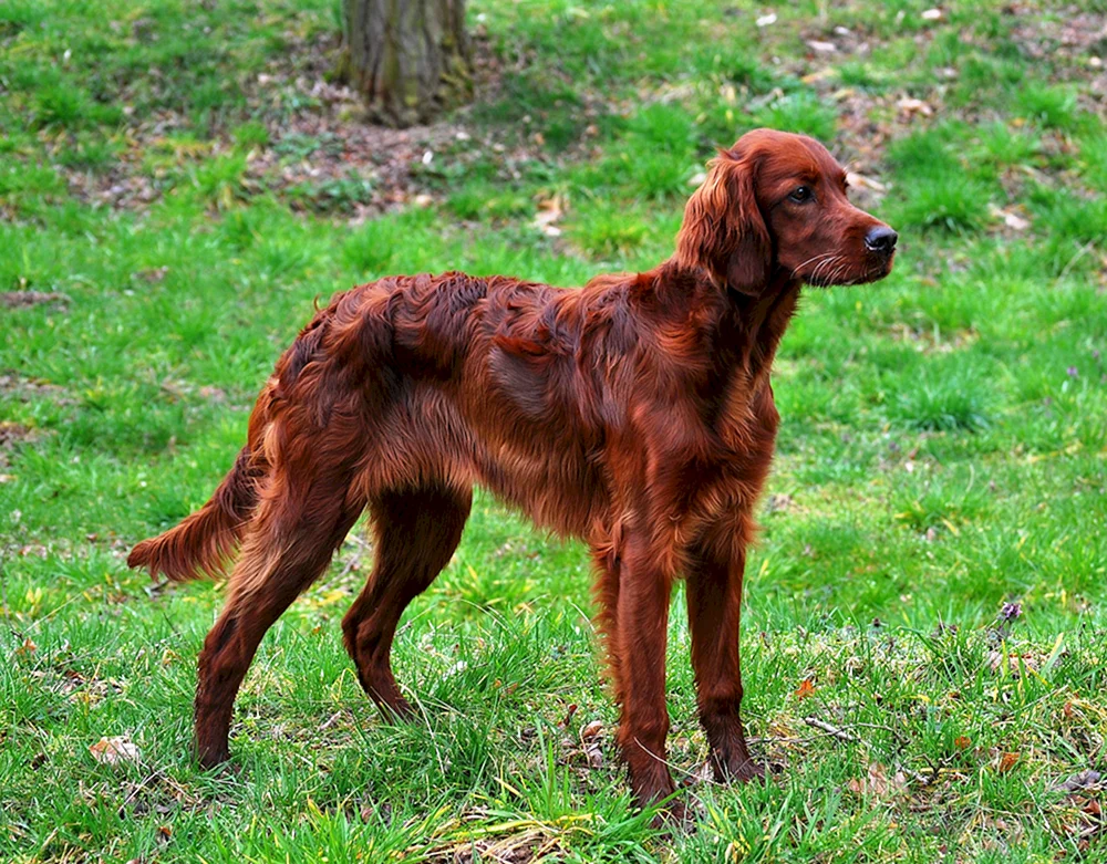 Roter Jagdhund