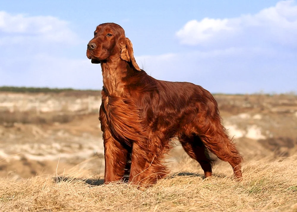 Irish Setter Chappy