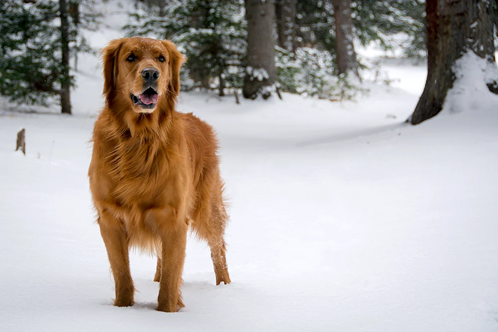 Irish Setter golden