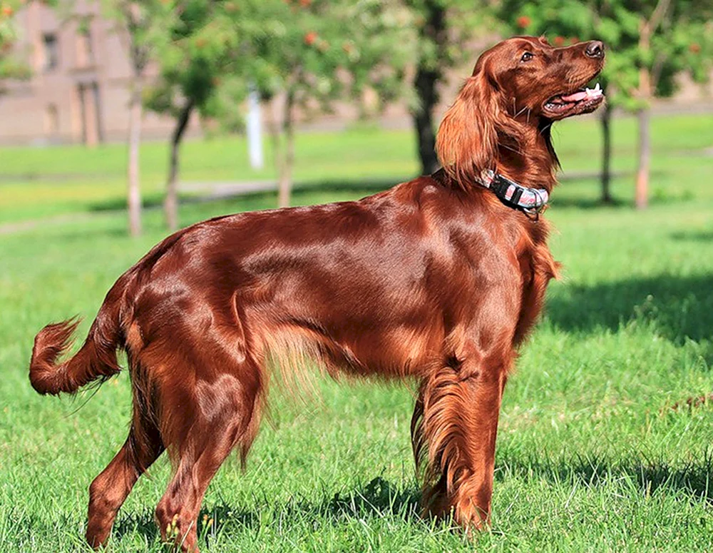 Irish Setter Golden