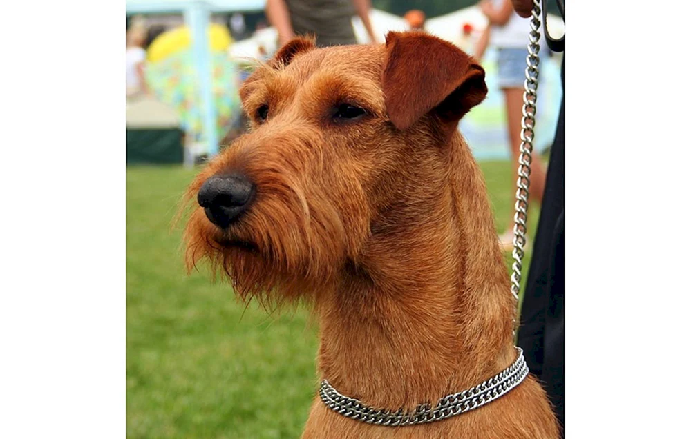Erdel Terrier