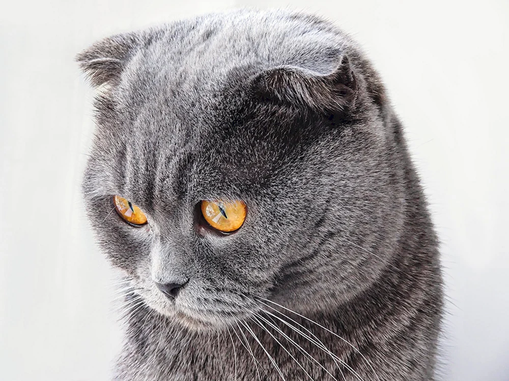 Schottische Fleckenkatze