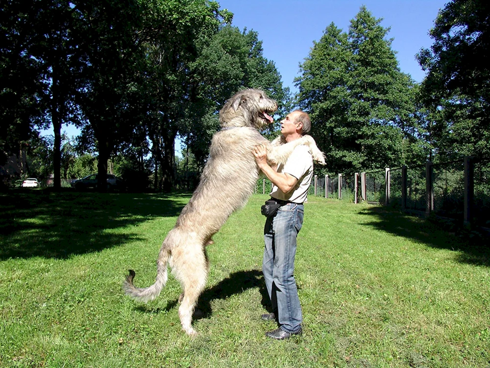 Mastiff Wolfshund