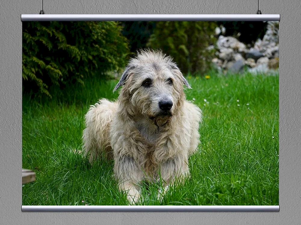 Irischer Wolfshund