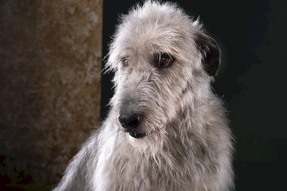 Irischer Wolfshund