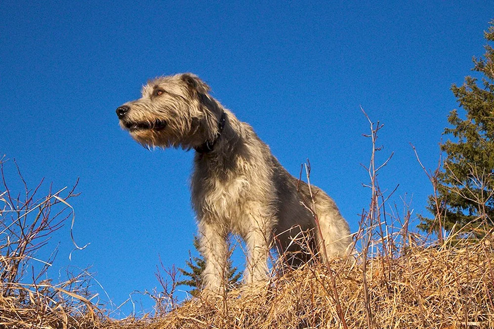 Irischer Wolfshund
