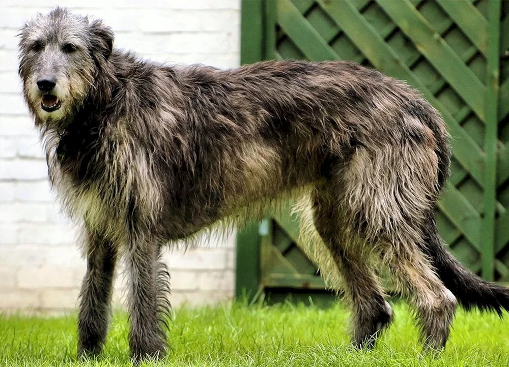 Irischer Wolfshund