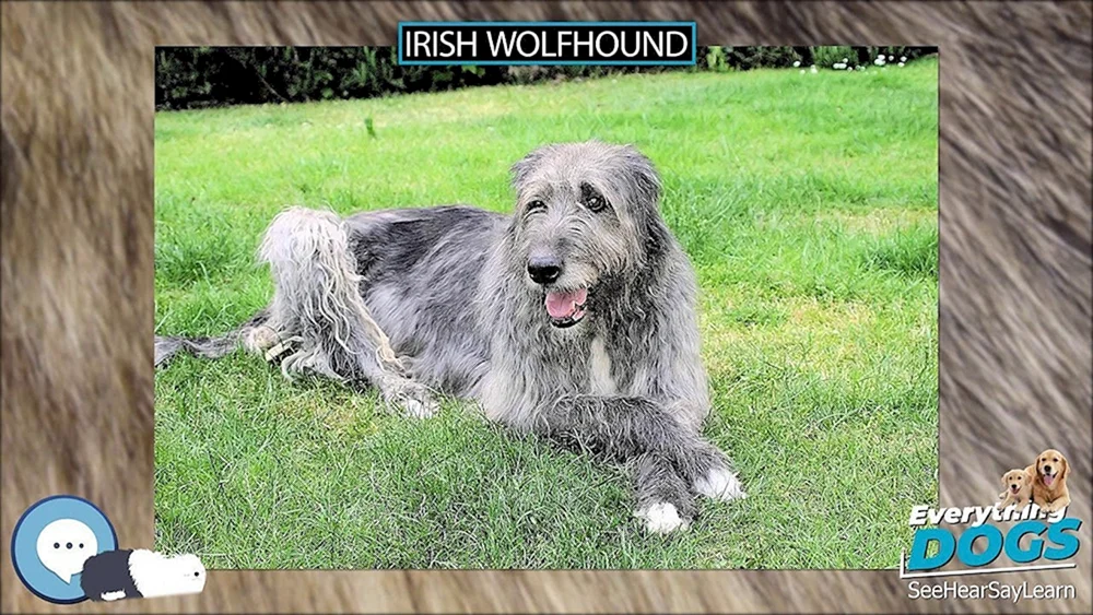 Irish Wolfhound